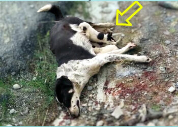 Before breathing her last breath, the poisoned mama dog milked her crying puppies