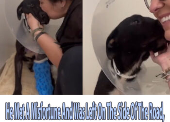 He Met A Misfortune And Was Left On The Side Of The Road, Long Enough For The Flies To Attack Him