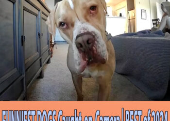 FUNNIEST DOGS Caught-on-Camera 😲 | BEST of 2024