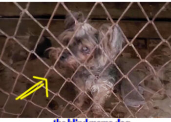 Locked there for 10 years, the blind mama dog longed to see her puppies again