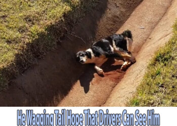 He Wagging Tail Hope That Drivers Can See Him But They Just Ignore And Drove Away Broken His Heart!