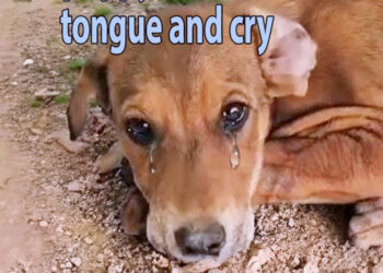 Being teased by teenagers, the puppy that lost its tongue always has bad dreams