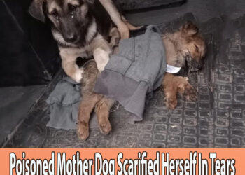 Poisoned Mother Dog Scarified Herself In Tears Asking Passerby To Help Her Weak Puppy…