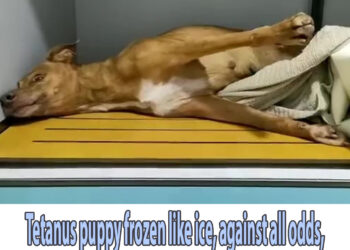 Tetanus puppy frozen like ice, against all odds, her fighting spirit victorious in this tough!