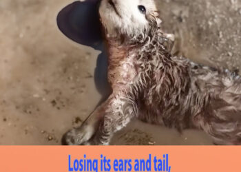 Losing its ears and tail, the wet disabled puppy could only look up and beg
