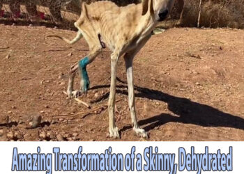Amazing Transformation of a Skinny, Dehydrated Dog Like a Dry Skeleton Moving on The Street