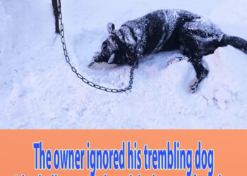 The owner ignored his trembling dog with 4 bullets even though he begged for release