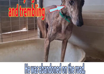 He was abandoned on the road, terrified head down and uncontrollable tremors !