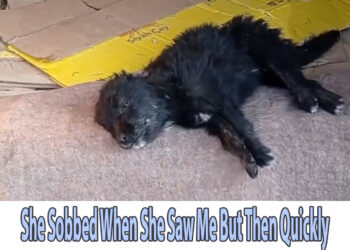 She Sobbed When She Saw Me But Then Quickly Collapsed Down On Our Way To The Vet…