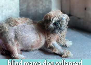 Kicked out while pregnant, blind mama dog collapsed after days of being ignored