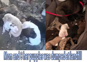 Mom and 8 her puppies was dumped at landfill like garbage, 90 days journey of her puppies!