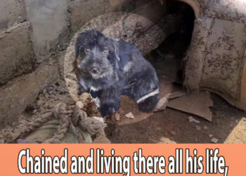 Chained and living there all his life, he cried when he was hugged and loved