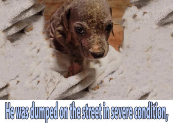He was dumped on the street in severe condition, they left him there for end in pain!