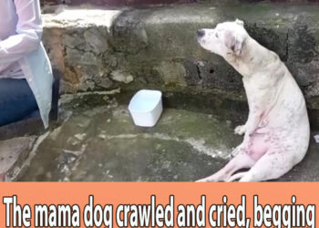 The mama dog crawled and cried, begging everyone to return the puppies to her