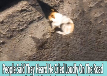 People Said They Heard He Cried Loudly On The Road For A Whole Night Missing His Mom In Pain…