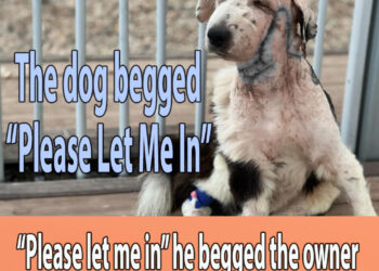 “Please let me in” he begged the owner to open the gate but he was chased away