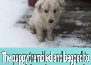 The puppy trembled and begged to save his sister, they were scared