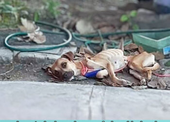 Chained and neglected her whole life, she cried when she was fed and helped