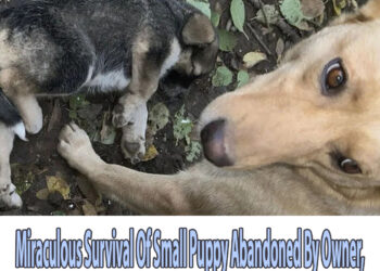 Miraculous Survival Of Small Puppy Abandoned By Owner, Mother Dog Was Powerless To Face That Pain