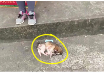The poor puppy cried loudly calling for its mother, but no one stopped to help her