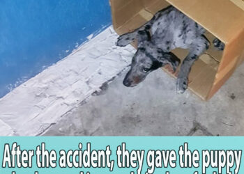 After the accident, they gave the puppy that box and ignored his pleas for help