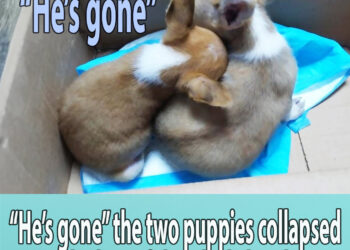 “He’s gone” the two puppies collapsed at the loss of their little brother