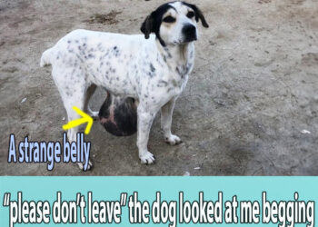 “please don’t leave” the dog looked at me begging for some food with a strange belly