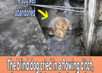 The blind dog cried in a flowing ditch, the owner didn’t need a dog like her
