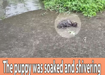 The puppy was soaked and shivering but still tried to find her mother