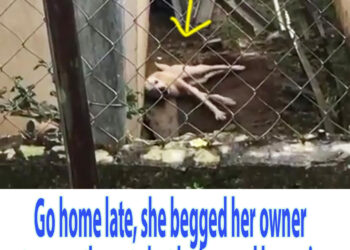 Go home late, she begged her owner to open the gate but he ignored her pain