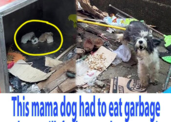 This mama dog had to eat garbage to have milk for her newborn puppies