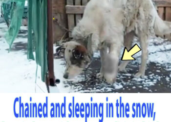 Chained and sleeping in the snow, he cried out with osteomyelitis in his leg