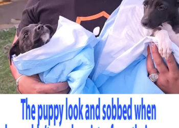 The puppy look and sobbed when she couldn’t save her sister from their owner