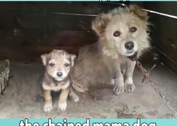 “Please save my puppies”, the chained mama dog begged in tears and despair