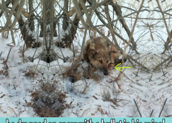 -50 degree winter, he dragged on snow with a bullet in his spinal, miracle survived and recovery…