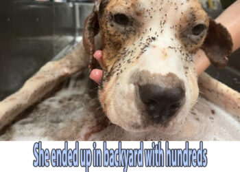 She ended up in backyard with hundreds of fleas alike motor oils hopeless waiting for help!