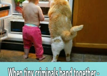 When tiny criminals band together – Cute cats and little friends