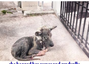 “Please let me in” she begged her owner and gradually fainted after days of waiting