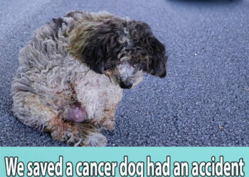 We saved a cancer dog had an accident on the highway after being abandoned