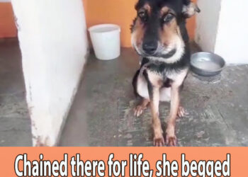 Chained there for life, she begged as the tight collar made her face swell