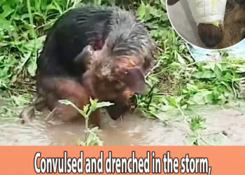 Convulsed and drenched in the storm, he tried not to collapse with thousands of maggots