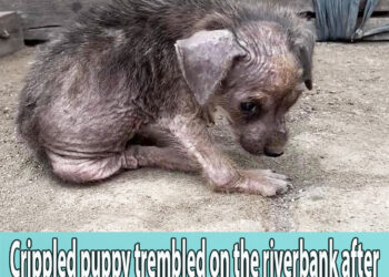 Crippled puppy trembled on the riverbank after what the owner did to her mama