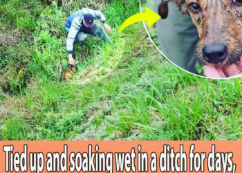 Tied up and soaking wet in a ditch for days, luckily he was found by his cries
