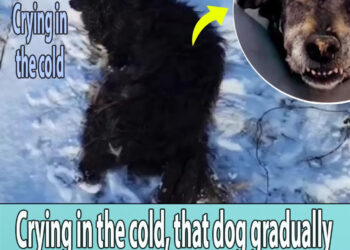Crying in the cold, that dog gradually fainted in despair with severe injuries
