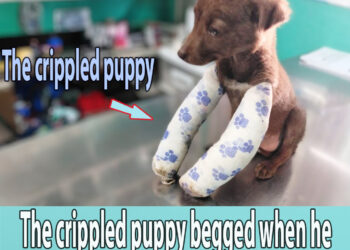 The crippled puppy begged when he was abandoned, she missed her mother
