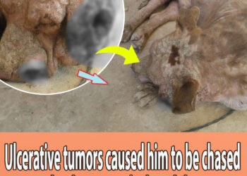 Ulcerative tumors caused him to be chased away by the person he loved the most