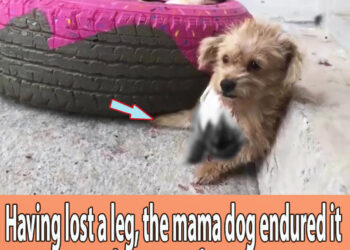 Having lost a leg, the mama dog endured it to protect her puppy from the owner