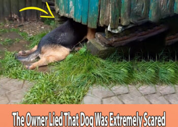 The Owner Lied That Dog Was Extremely Scared After An Accident But The Heartbreaking Truth Behind