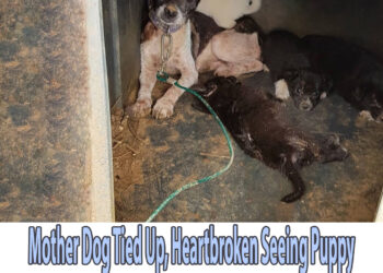 Mother Dog Tied Up, Heartbroken Seeing Puppy Being Attacked By Another Dog But Unable To Protect
