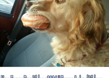 New Funny Dog Videos 2024 🤣🐶 Funny Animal Videos